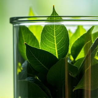 Glass jar filled with loose leaf green tea